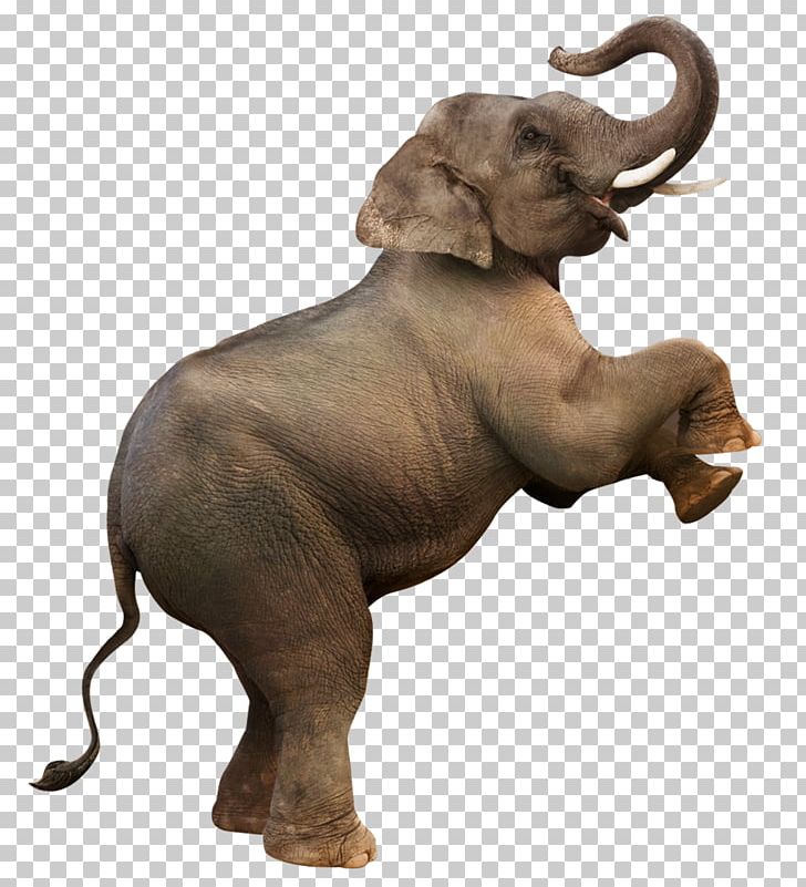 Elephant Computer File PNG, Clipart, Animal, Animals, Buckle, Chart, Creative Ads Free PNG Download