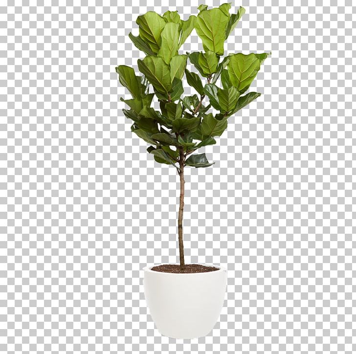 Fiddle-leaf Fig Common Fig Houseplant Tree Interior Design Services PNG, Clipart, Branch, Common Fig, Euterpe, Evergreen, Fiddle Free PNG Download