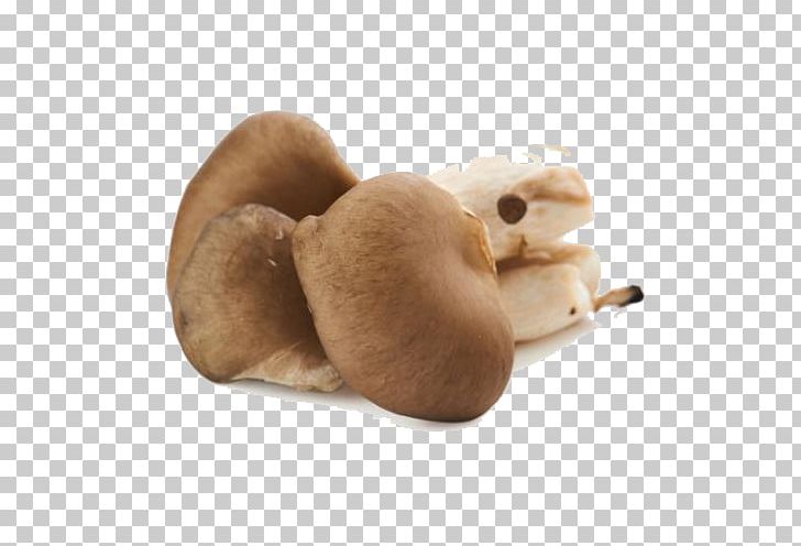 Oyster Mushroom Common Mushroom Pleurotus Pulmonarius PNG, Clipart, Agaricus, Data Compression, Dog Like Mammal, Download, Mushroom Cartoon Free PNG Download