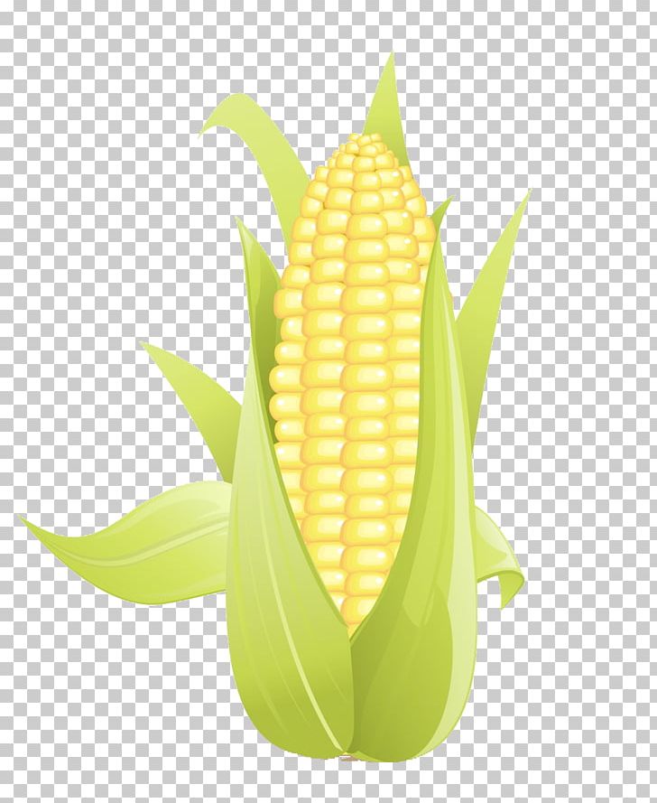 Corn On The Cob Maize Field Corn PNG, Clipart, Cartoon Corn, Commodity, Corn, Corn Cartoon, Corncob Free PNG Download