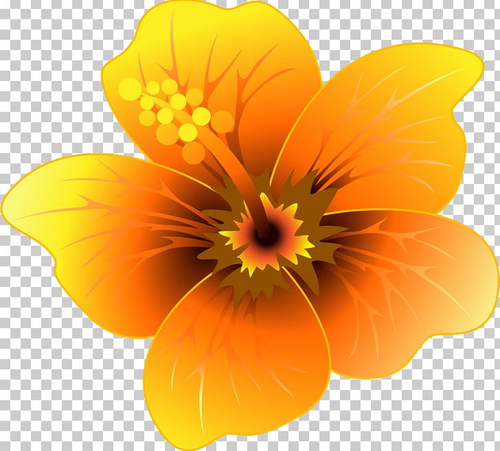 Flower Yellow Encapsulated PostScript PNG, Clipart, Annual Plant, Encapsulated Postscript, Flower, Flowering Plant, Green Free PNG Download