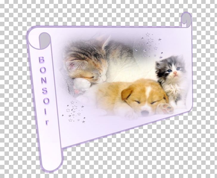 Kitten Puppy Dog Desktop Cat PNG, Clipart, Animal, Animals, Canidae, Canis, Carnivoran Free PNG Download
