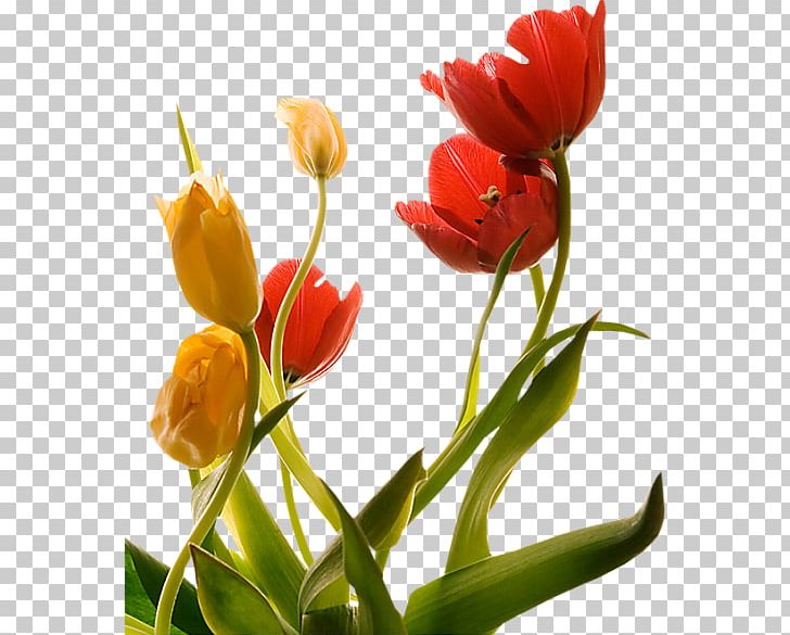 Tulip Flower Floraison Spring PNG, Clipart, Animaatio, Bud, Chrysalide, Cicek, Cut Flowers Free PNG Download