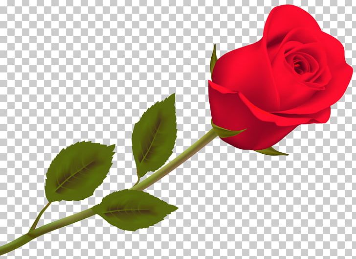 Valentine's Day Rose Day 2018 Desktop PNG, Clipart, Celebrities, China Rose, Desktop Wallpaper, Floribunda, Flower Free PNG Download