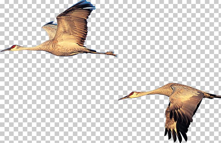 Duck Swan Goose Bird PNG, Clipart, Animal, Animals, Anser, Beak, Black Swan Free PNG Download