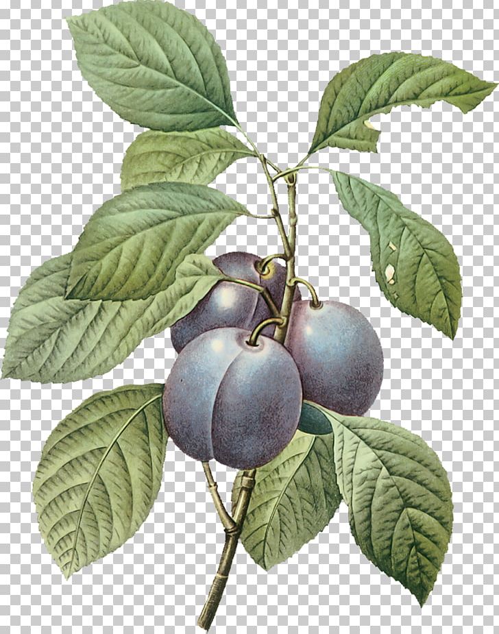 Garden Common Plum Art PNG, Clipart, Antique, Art, Berry, Bilberry, Blueberry Free PNG Download