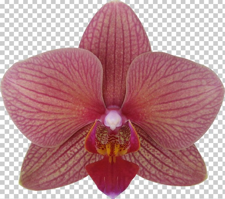 Moth Orchids Cattleya Orchids Cultivar Plant PNG, Clipart, Ancona, Branch, Cattleya, Cattleya Orchids, Conifers Free PNG Download