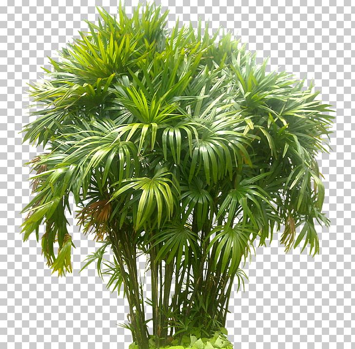 Rhapis Excelsa Arecaceae Tree Pine PNG, Clipart, Arecaceae, Arecales, Areca Palm, Borassus Flabellifer, Elaeis Free PNG Download