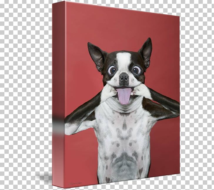 Shar Pei Puppy Dad Joke Boston Terrier Art Dog PNG, Clipart, Animal, Animals, Art Dog, Boston Terrier, Carnivoran Free PNG Download