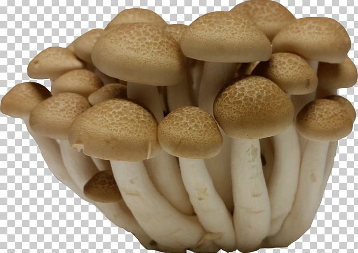 Tom Yum Organic Food Edible Mushroom Hypsizygus Tessellatus PNG, Clipart, Bunapishimeji, Common Mushroom, Edible Mushroom, Enokitake, Food Free PNG Download