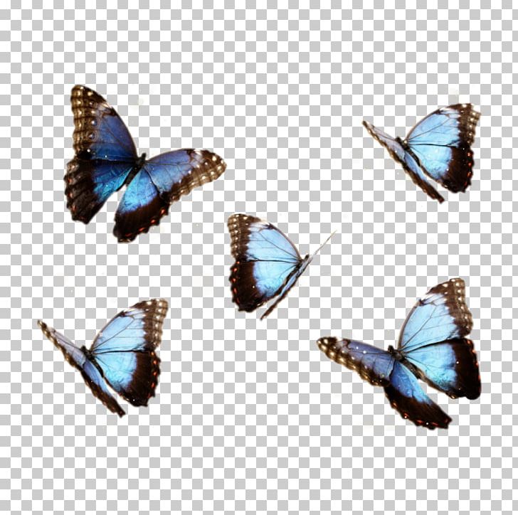 Butterfly Menelaus Blue Morpho Insect PNG, Clipart, Blue, Blue Butterfly, Brush Footed Butterfly, Butterflies And Moths, Butterfly Free PNG Download