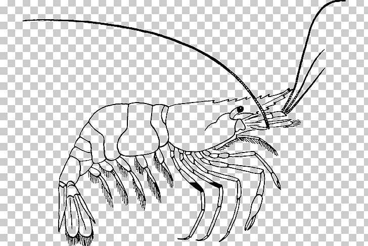 Coloring Book Drawing Prawn PNG, Clipart, Artwork, Black And White