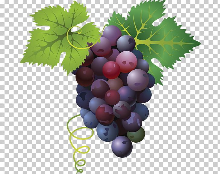 Common Grape Vine PNG, Clipart, Art, Art Museum, Berry, Common Grape Vine, Divertimento Free PNG Download