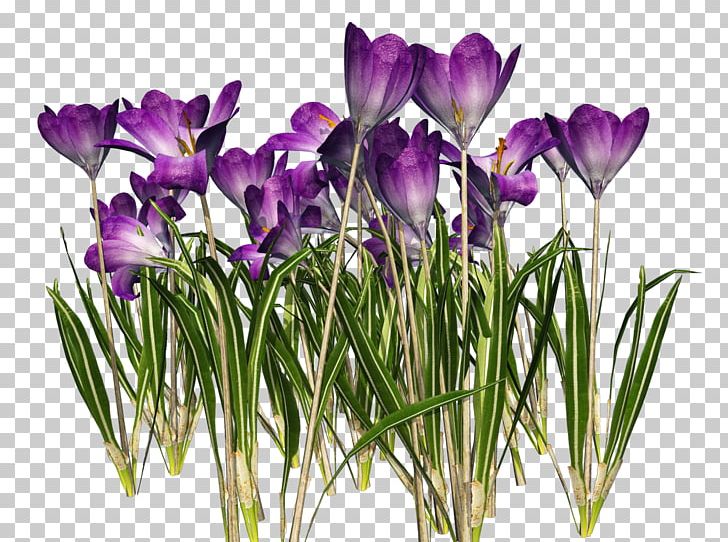 Crocus Vernus Crocus Chrysanthus Autumn Crocus PNG, Clipart, Autumn Crocus, Clip Art, Crocus, Crocus Chrysanthus, Crocus Vernus Free PNG Download