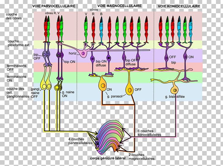 Retinal Ganglion Cell PNG, Clipart, Angle, Area, Cell, Cone Cell, Diagram Free PNG Download