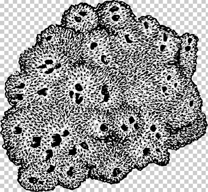Sponge Drawing Black And White PNG, Clipart, Aquatic Animal, Black And White, Circle, Color, Doily Free PNG Download