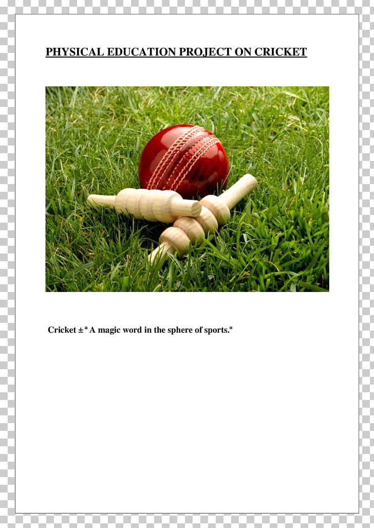 Cricket Balls Bail Cricket Bats PNG, Clipart, Bail, Ball, Balls, Batandball Games, Bats Free PNG Download