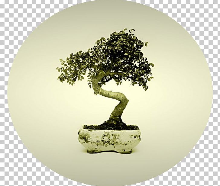 Indoor Bonsai Tree Chinese Sweet Plum Desktop PNG, Clipart, Bonsai, Desktop Wallpaper, Flowerpot, Garden, Gardening Free PNG Download