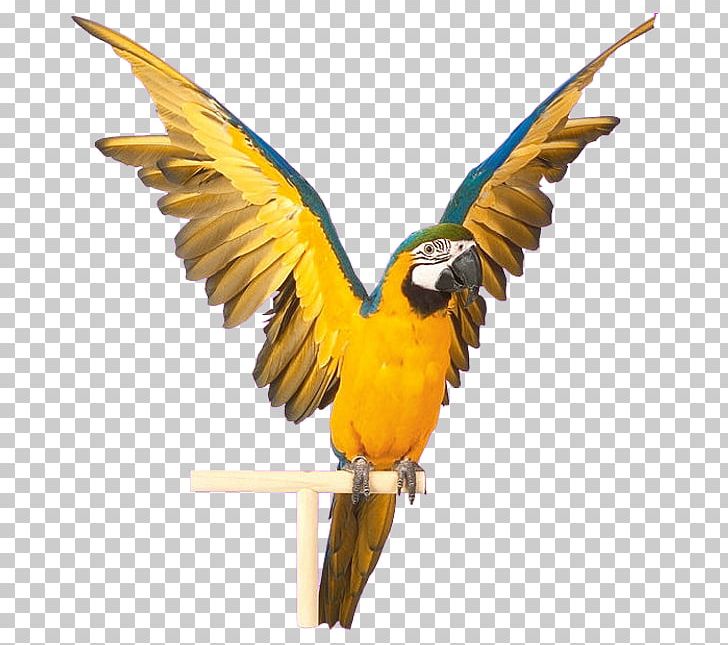 Parrot Bird Computer File PNG, Clipart, 3d Computer Graphics, Animals, Beak, Bird, Blue Free PNG Download