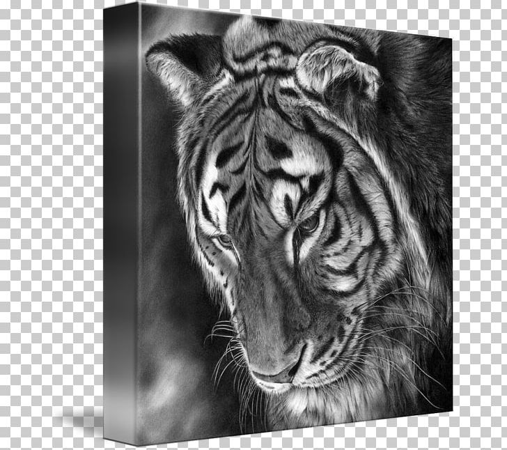 Tiger Lion Whiskers Gallery Wrap /m/02csf PNG, Clipart, Animals, Big Cats, Black, Black And White, Canvas Free PNG Download