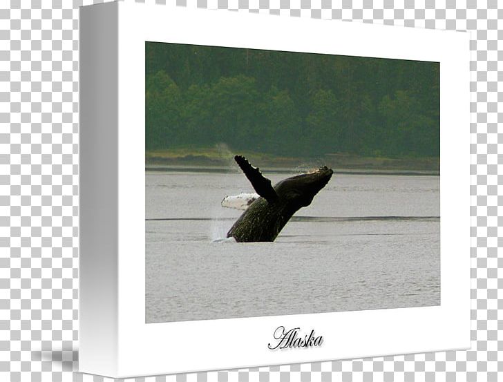 Wood /m/083vt Angle PNG, Clipart, Angle, Bird, Fauna, Humpback Whale, M083vt Free PNG Download