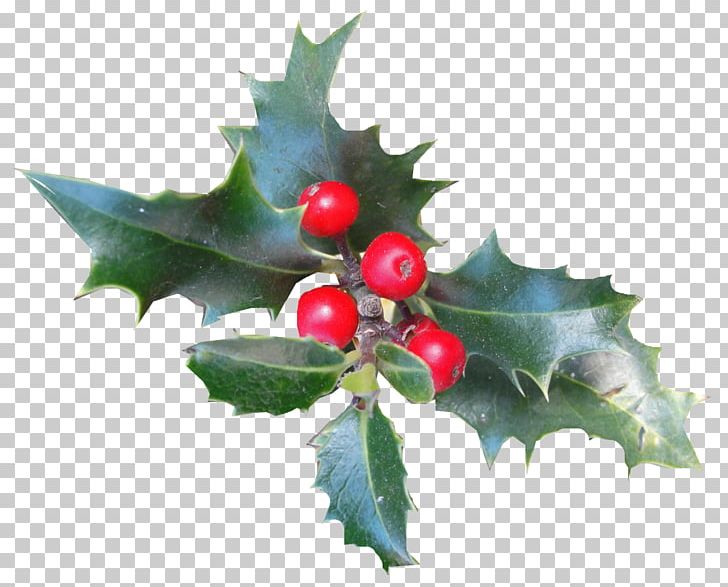 Common Holly Aquifoliales Christmas Ilex Crenata Plant PNG, Clipart, Advent, Advent Wreath, Aquifoliaceae, Aquifoliales, Berry Free PNG Download