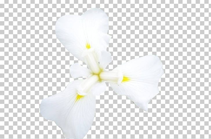 Moth Orchids Cut Flowers Petal PNG, Clipart, Core, Cut Flowers, Flower, Flowering Plant, Flower Pattern Free PNG Download