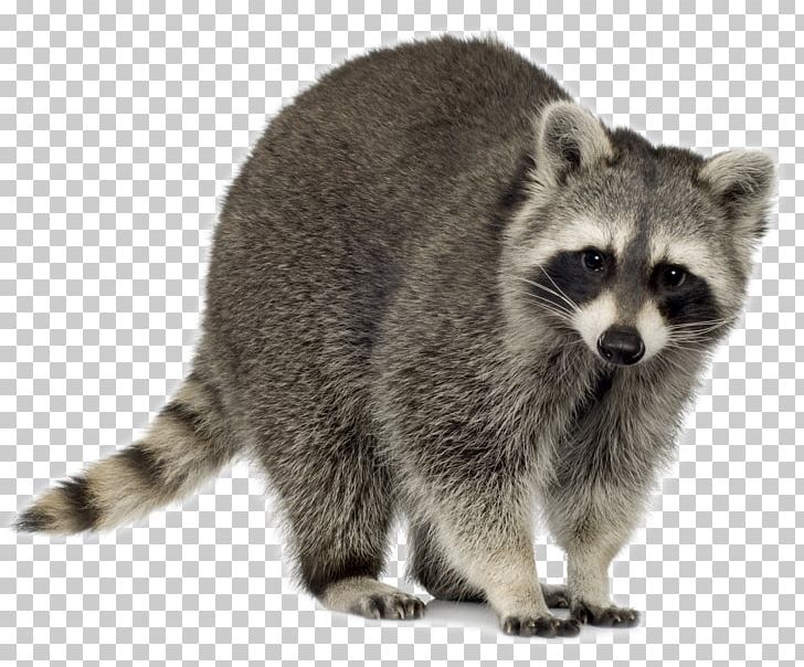 Raccoon Baylisascaris Procyonis Trapping PNG, Clipart, Animal Control And Welfare Service, Animals, Baylisascaris, Baylisascaris Procyonis, Carnivoran Free PNG Download