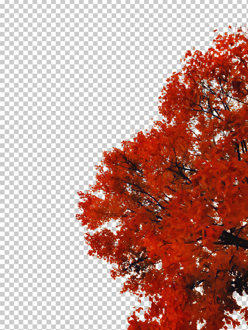 Tree Red Leaf Woody Plant Maple PNG, Clipart, Autumn, Deciduous, Leaf, Maple, Plant Free PNG Download