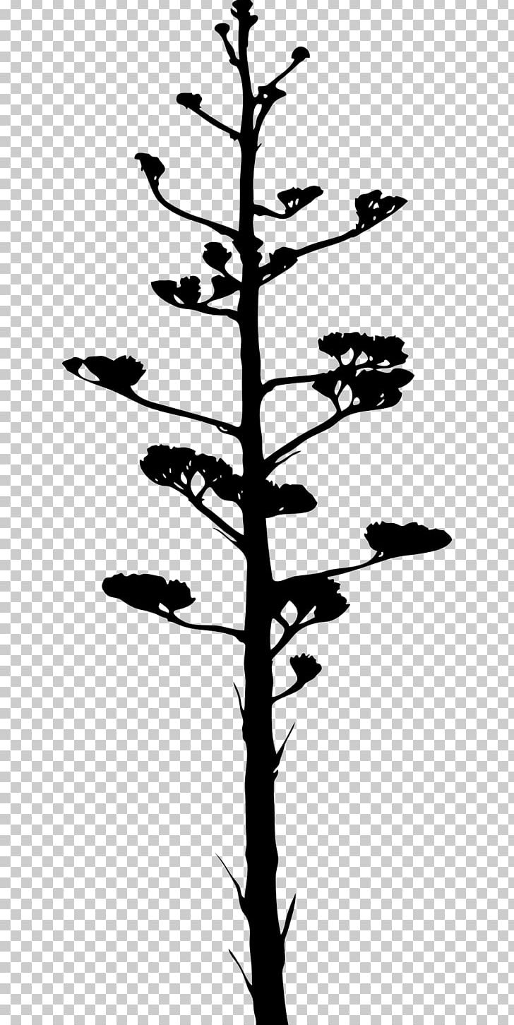 Agave Azul PNG, Clipart, Agac Kabugu, Agave, Agave Azul, Bark, Black And White Free PNG Download