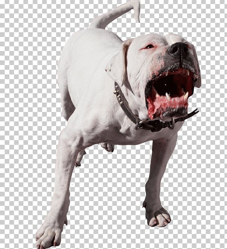 American Pit Bull Terrier Bark Dog Bite Pet PNG, Clipart, American Bulldog, Animal Attacks, Biting, Bulldog, Carnivoran Free PNG Download