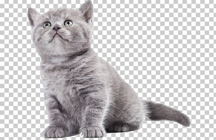 British Shorthair Kitten Chartreux British Semi-longhair American Wirehair PNG, Clipart, American, American Shorthair, Animals, British Longhair, Carnivoran Free PNG Download
