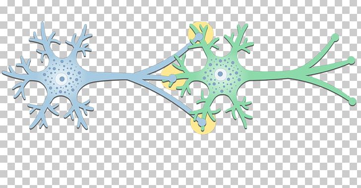Electrical Synapse Neuron Gap Junction Postsynaptic Potential PNG, Clipart, Action Potential, Axon, Axon Terminal, Branch, Cell Free PNG Download