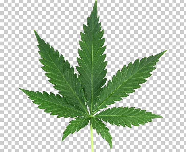 Medical Cannabis Cannabis Smoking Cannabis Sativa PNG, Clipart, Cannabis, Cannabis Sativa, Cannabis Smoking, Drug, Hemp Free PNG Download