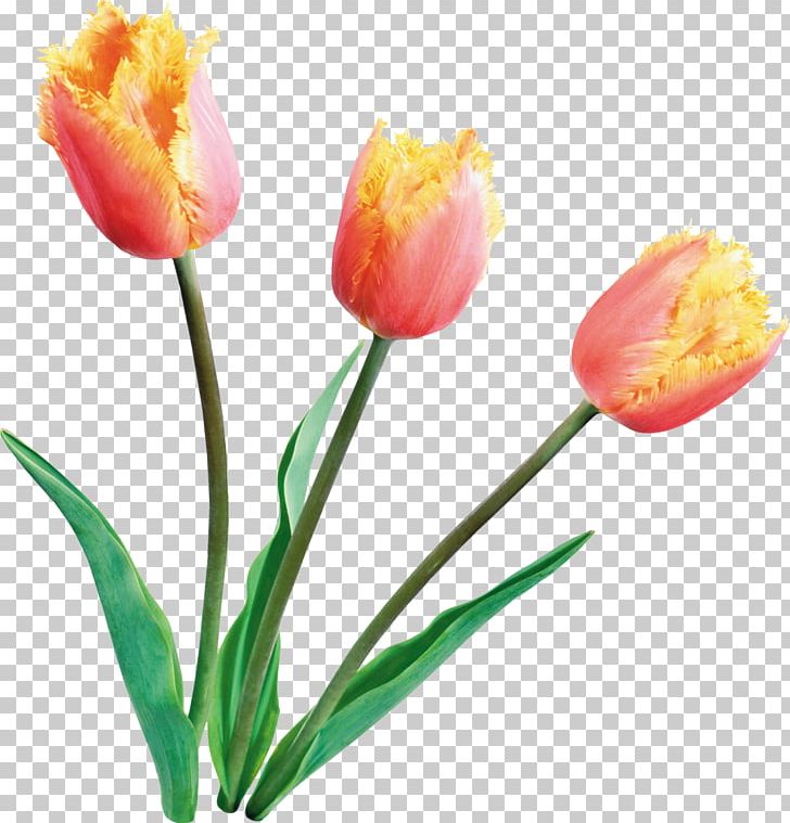 Tulip Flower PNG, Clipart, Bud, Clip Art, Cut Flowers, Flower, Flowering Plant Free PNG Download
