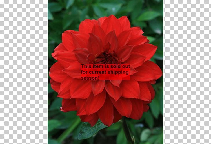Floribunda Dahlia Begonia Chinese Cuisine Peony PNG, Clipart, Annual Plant, Begonia, China Rose, Chinese Cuisine, Dahlia Free PNG Download