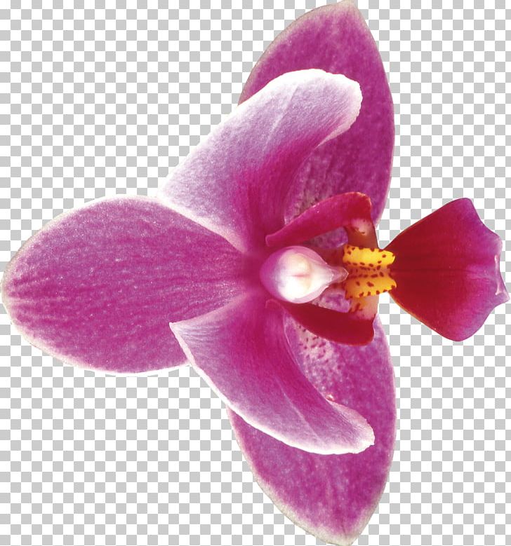 Moth Orchids Cut Flowers PNG, Clipart, Cut Flowers, Flames, Flower, Flower Bouquet, Flowering Plant Free PNG Download