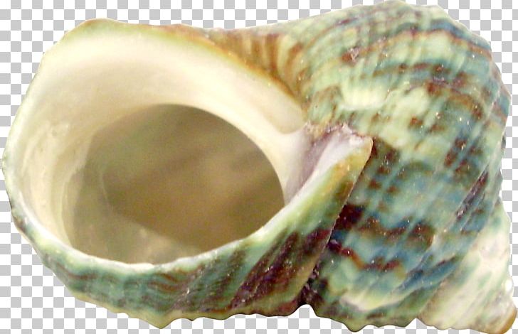 Photography Montage Film Editing MER Primary Care Conferences Eye PNG, Clipart, Abstract Pattern, Artifact, Clams Oysters Mussels And Scallops, Conch Creative, Creative Free PNG Download