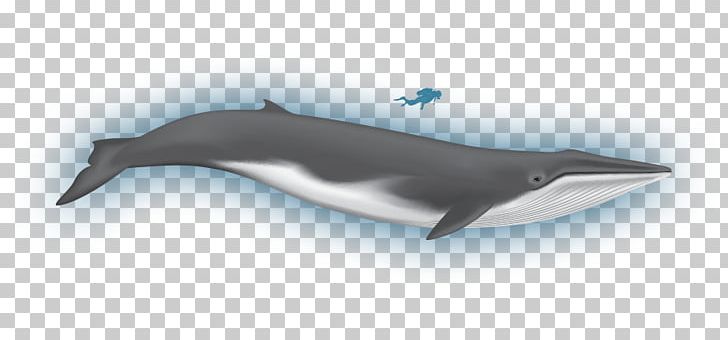 Rough-toothed Dolphin Common Bottlenose Dolphin Wholphin White-beaked Dolphin Tucuxi PNG, Clipart, Baffin Bay, Baleen, Baleen Whale, Beluga Whale, Fauna Free PNG Download