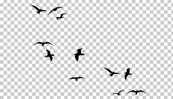 Bird Flight Gulls Swallow PNG, Clipart, Animal Migration, Animals, Beak, Bird, Bird Migration Free PNG Download