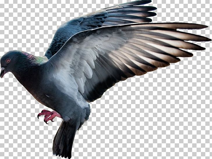 Domestic Pigeon Columbidae Bird Display Resolution PNG, Clipart, Animals, Beak, Bird, Bird Of Prey, Clipping Path Free PNG Download