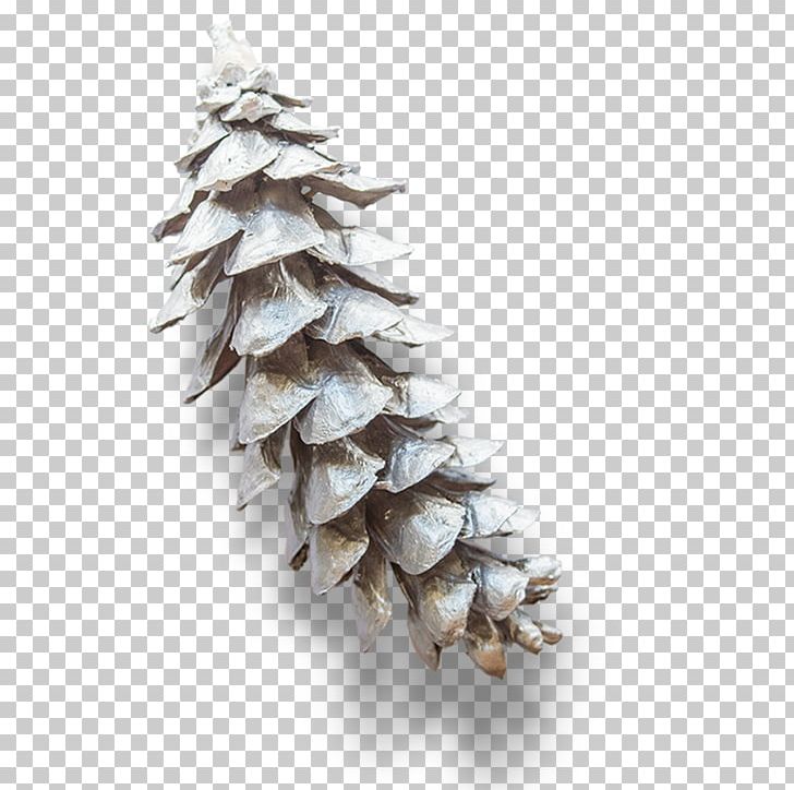 Eastern White Pine Conifer Cone Branch PNG, Clipart, Buckle, Christma, Christmas Tree, Computer Icons, Cone Free PNG Download
