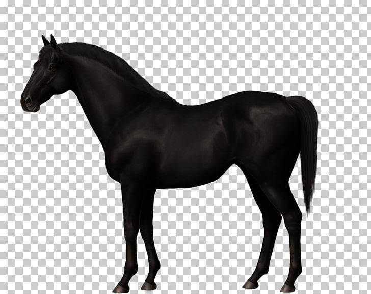 Mustang Mare Stallion Canadian Horse Trakehner PNG, Clipart, Bridle, Canadian Horse, Colt, Daughter Youth, Equestrian Free PNG Download