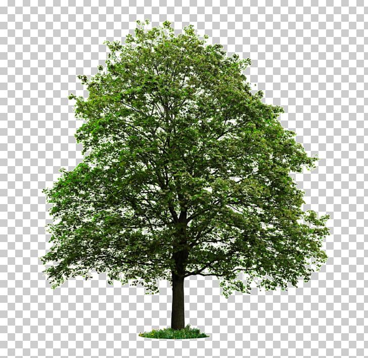 Populus Nigra Tree Desktop Stock Photography PNG, Clipart, Agriculture, Birch, Branch, Clip Art, Cottonwood Free PNG Download