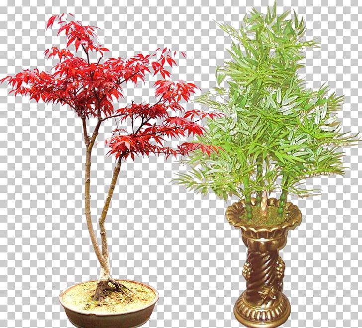Red Maple Bonsai Bambusa Ventricosa Bamboo Plant PNG, Clipart, Bambusa, Cachepot, Flowerpot, Free Logo Design Template, Free To Pull The Material Free PNG Download