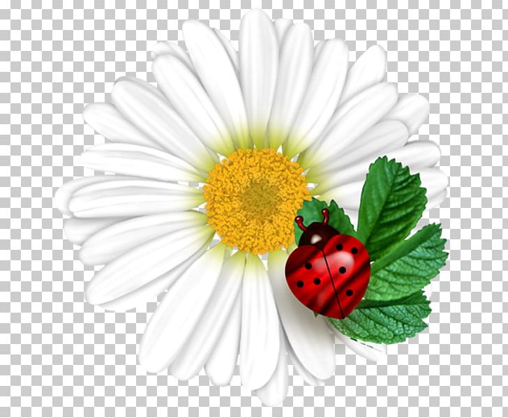 Common Daisy Ladybird Flower PNG, Clipart, Adobe Illustrator, Chamomile, Chrysanths, Daisy Family, Insects Free PNG Download