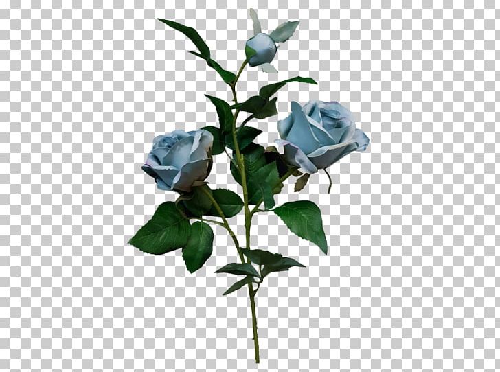Garden Roses Cut Flowers Plant Stem PNG, Clipart, Aqua Rose, Branch, Cut Flowers, David Ch Austin, Flora Free PNG Download