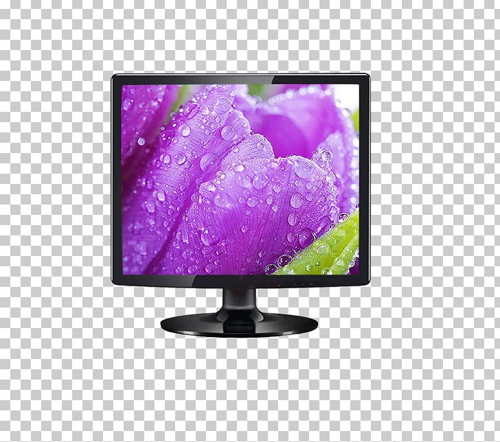 Flower Rose Color Yellow Purple PNG, Clipart, Black, Black Tv, Color, Computer Monitor, Display Device Free PNG Download