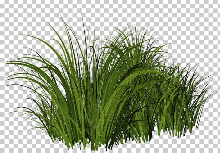 Thepix Grass PNG, Clipart, Cartoon, Chrysopogon Zizanioides, Clip Art, Commodity, Computer Icons Free PNG Download