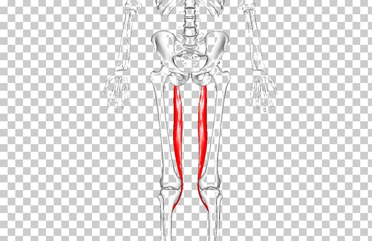 Adductor Longus Muscle Adductor Muscles Of The Hip Adductor Magnus Muscle Adductor Brevis Muscle Peroneus Longus PNG, Clipart, Abdomen, Adduct, Adductor Brevis Muscle, Adductor Hiatus, Adductor Longus Muscle Free PNG Download
